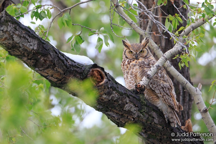 Great Horned Owl, Lions Park, Larimer County, Colorado, United States